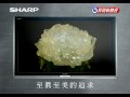 2010 0126 sharp液晶tv 艾爾加 elgar 愛的禮讚 sault d amour