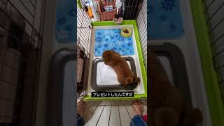 トイレトレーが好きなトイプー #dog #shorts #子犬