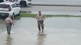 Gator on the causeway Cristobal