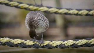 Australian Wood Duck (Chenonetta jubata ♀)