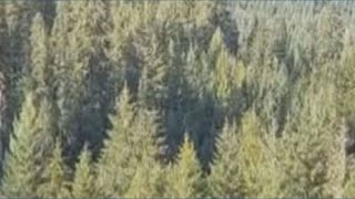 A major logging project in Douglas County has been halted