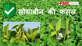 Insect Management in Soybean | FMC India