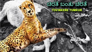 TUMKUR ತೋವಿನಕೆರೆ ಬಳಿ ಇರುವ ಸಿವಿಡಿಪಾಳ್ಯ  ತೋಟದ ಮನೆಯ ಹತ್ತಿರ ಹಸುಗಳ ಮೇಲೆ ದಾಳಿ ಮಾಡಿದ ಚಿರತೆ