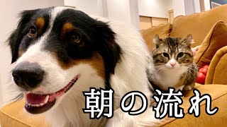 【朝はいつもこんな感じで生きてる】オーストラリアンシェパードと猫　Australian Shepherd \u0026 cat morning