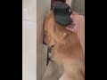 【熱海生活】面壁的思過的狗勾（the thoughtful dog hook facing the wall）