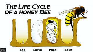 The Life Cycle of a Honey Bee | The First 21 Days of Honey Bee's Life