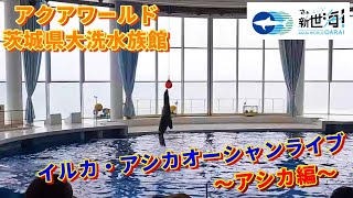 【イルカ・アシカオーシャンライブ～アシカ編～】2022.09.11  11時30分～『アクアワールド  茨城県大洗水族館』