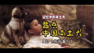 只知“田园犬”？+盘点各地本土犬【北方篇】+#中华田园犬+#大黄狗+#土松+#记忆里的童年场景+#宠物知识+