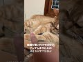 ツンデレは猫の証 cat にゃんすたグラム ねこすたぐらむ 猫のいる暮らし にゃんすたぐらむ 保護猫 こねこすたぐらむ ねこ にゃんグラム 猫のいる生活