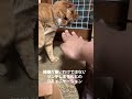 ツンデレは猫の証 cat にゃんすたグラム ねこすたぐらむ 猫のいる暮らし にゃんすたぐらむ 保護猫 こねこすたぐらむ ねこ にゃんグラム 猫のいる生活