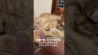 ツンデレは猫の証 #cat #にゃんすたグラム #ねこすたぐらむ #猫のいる暮らし #にゃんすたぐらむ #保護猫 #こねこすたぐらむ #ねこ #にゃんグラム #猫のいる生活