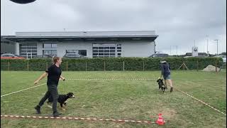 Entlebucher Sennenhunde: Show-Training