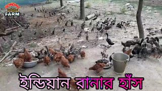 ইন্ডিয়ান রানার হাঁস indian ranar hash