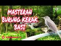 MASTERAN BURUNG KERAK BASI JERNIH GEMERICIK AIR