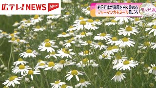 「ジャーマンカモミール」見ごろ  広島県北広島町