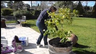 Repotting a Lemon Tree