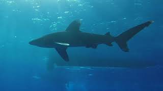 Longimanus shark at Elphinstone reef - diving 4K 2022 🦈