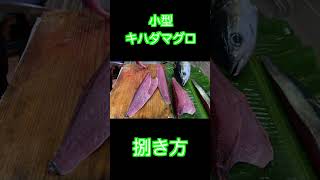 小型キハダマグロの捌き方#shorts