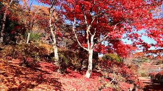 落葉で彩られた蛇の鼻遊楽園②[福島県本宮市]・11月18日,2016年