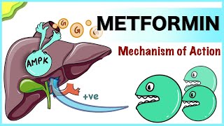 Metformin: Mechanism of Action