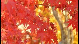 京都の紅葉に行ってみた 東福寺(2017.11.23)