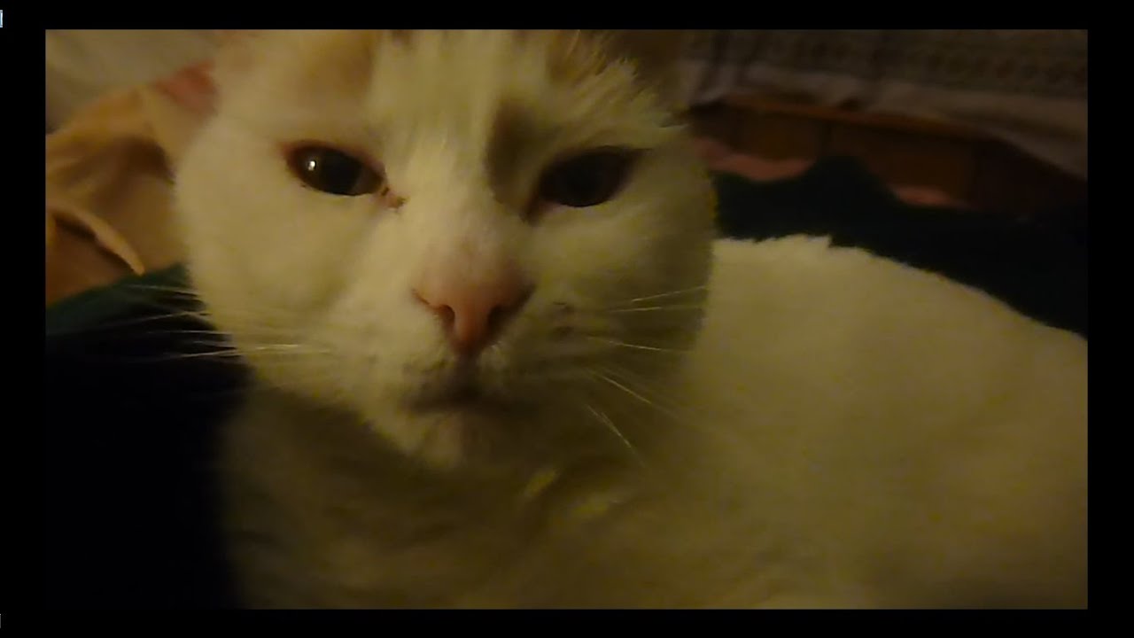 Funny Cat Tricks Youtube