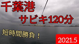 千葉港サビキ120分釣行！魚はいるのか？