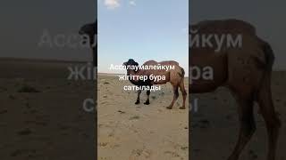 бура. camel.