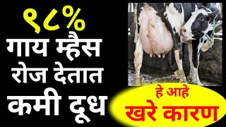 98% गाय म्हैस चे दूध यामुळे होतं कमी।cow buffalo milk facts in India,gai,mais dudh vad,kami,upay