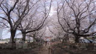 東蕗田天満社　Higashifukida Tenmansha of cherry blossoms