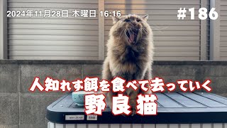 人知れず餌を食べて去っていく野良猫 #186