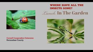 Where Have All The Insects Gone