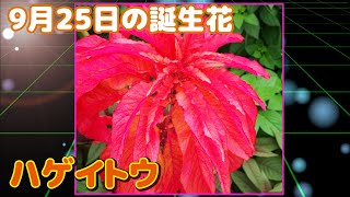 9月25日の誕生花 ハゲイトウ どんな花？あなたに送る花言葉は?