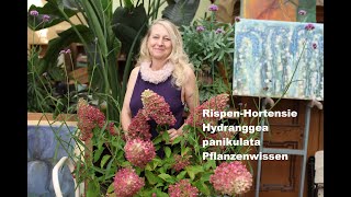 die zürcherin Rispen-Hortensie Hydranggea panikulata #pflanzenpflege #pflanzenwissen #deutsch