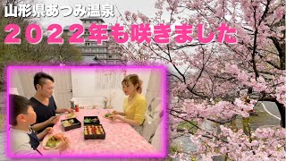 【あつみ温泉】桜が咲き始めたので、家族で手作り花見弁当いただきました。【山形県鶴岡市】