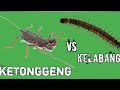 ketonggeng (kalajengking cambuk) vs kelabang experiment kalajengking kalacuka vs kelabang