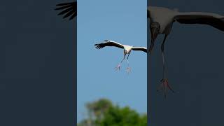 Witness the Graceful Landing of the Wood Stork #shorts #nature #wildlife #birds