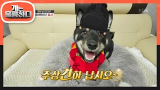 감히 누가 날 건드려? 시한폭탄 상전犬 홍시! [개는 훌륭하다/Dogs Are Incredible] 20200525