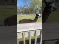 baby sees alpaca🦙 for the first time shorts 🥰