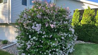 Three Great Lilacs for Your Garden: Miss Kim, Bloomerang and Dwarf Korean