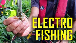 Electrofishing health-check of the River Cale with Wessex Water