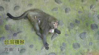 台灣獼猴/Formosan  rock  macaque(Macaca  cyclopis) *Music： Love Is  Blue  (愛是藍色)