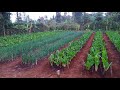 Vegetable Harvesting for Market: Fresh Farm Produce