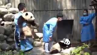 Baby HeHua is so Good  Who is Always Easy to be Carried Home.Other Baby was RunYue|Panda HappyLand