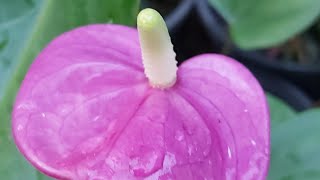 Anthurium New Purple #anthurium #niluflowergarden #anthuriumlovers #womenenterprenur #flower #agri