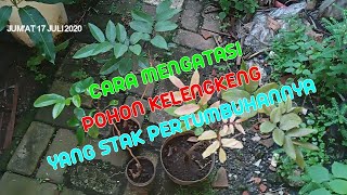 CARA MENGATASI POHON KELENGKENG YANG STAK PERTUMBUHANNYA