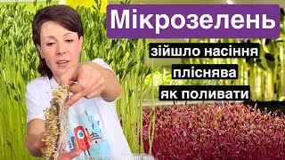 Як вирощувати мікрозелень вдома? Ч.2