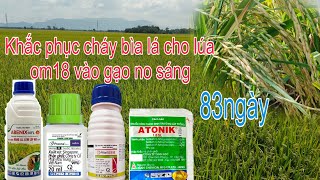 Phun cử cuối 83 ngày cho lúa om18 phòng đạo ôn cổ bông lép cổ hiệu quả