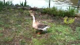 善福寺公園 シナガチョウ