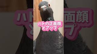 ハトを揺らしたらメンチを切られた　#shorts #birds #鳩 #鳥 #かわいい